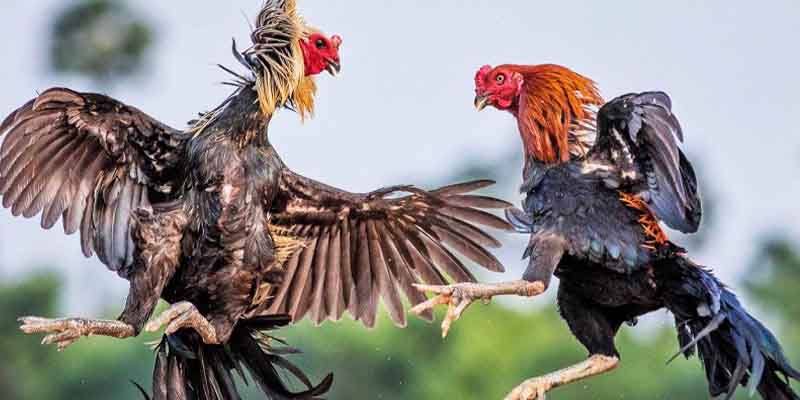 Kinh nghiệm để cải thiện kết quả mỗi khi cá cược tại đá gà C1 Kinh nghiệm để cải thiện kết quả mỗi khi cá cược tại đá gà C1