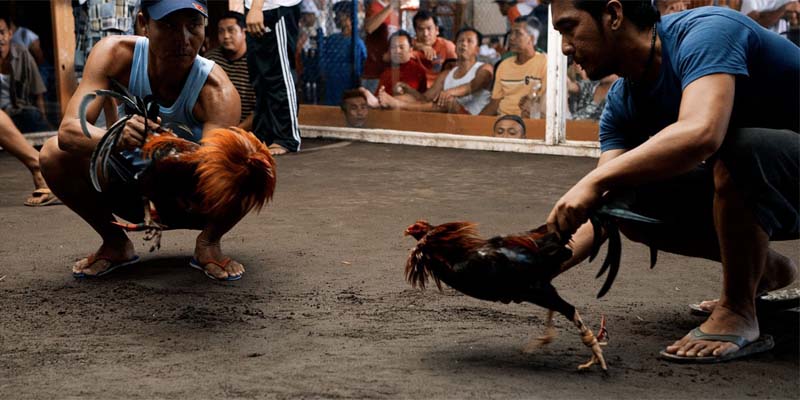 Tìm hiểu thêm về trường đấu gà Thomo năm 2025 Tìm hiểu thêm về trường đấu gà Thomo năm 2025