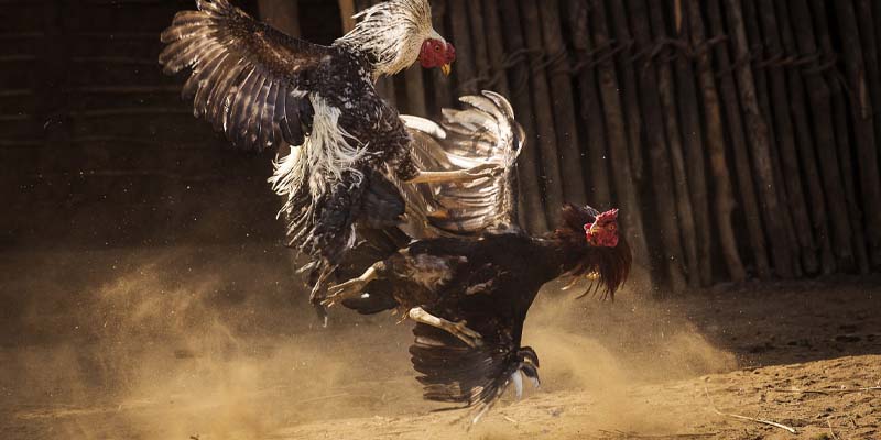 Tìm hiểu thêm thông tin về sân chơi đá gà trực tiếp C1 Tìm hiểu thêm thông tin về sân chơi đá gà trực tiếp C1